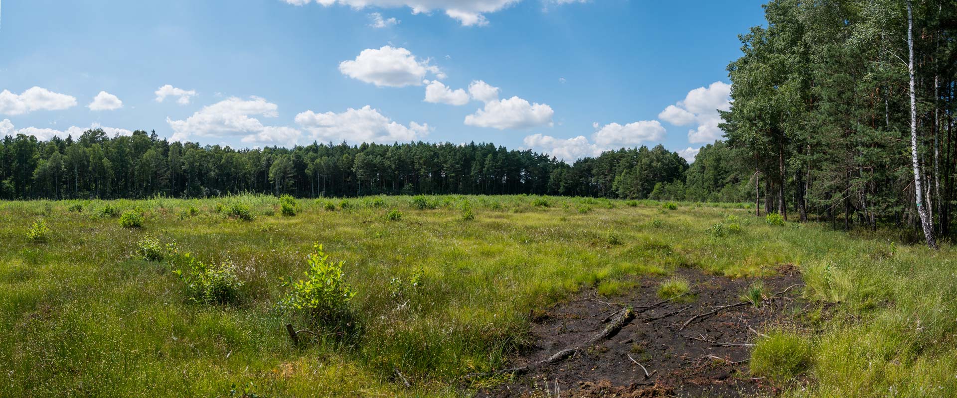 Bagno koło Bugaja – torfowisko przejściowe gmina Miedziana Góra