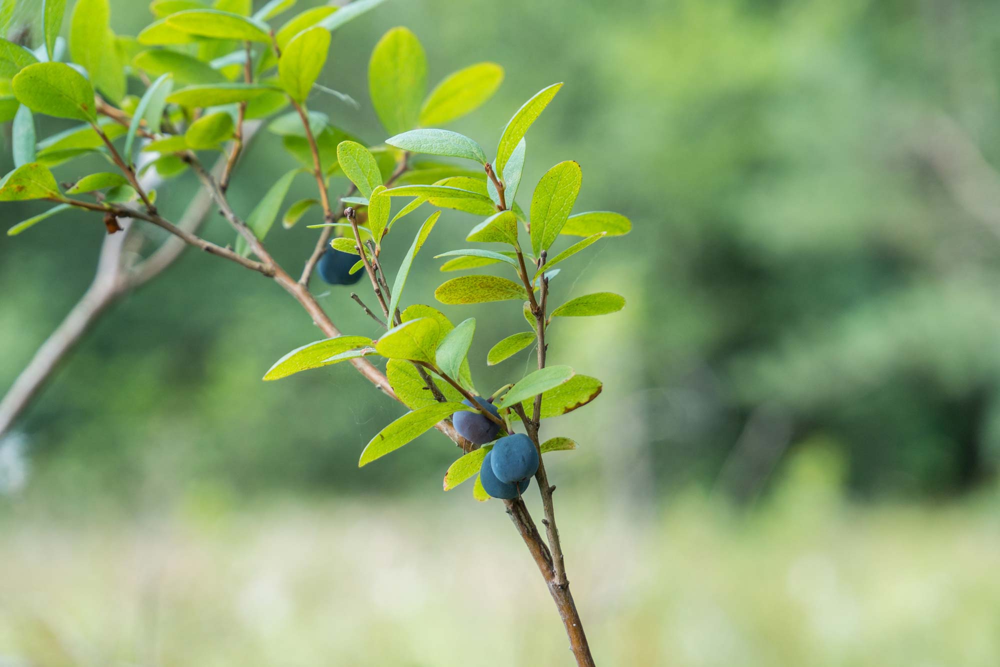 Bagno Bugaj gmina Miedziana Góra – obszar przyrodniczy