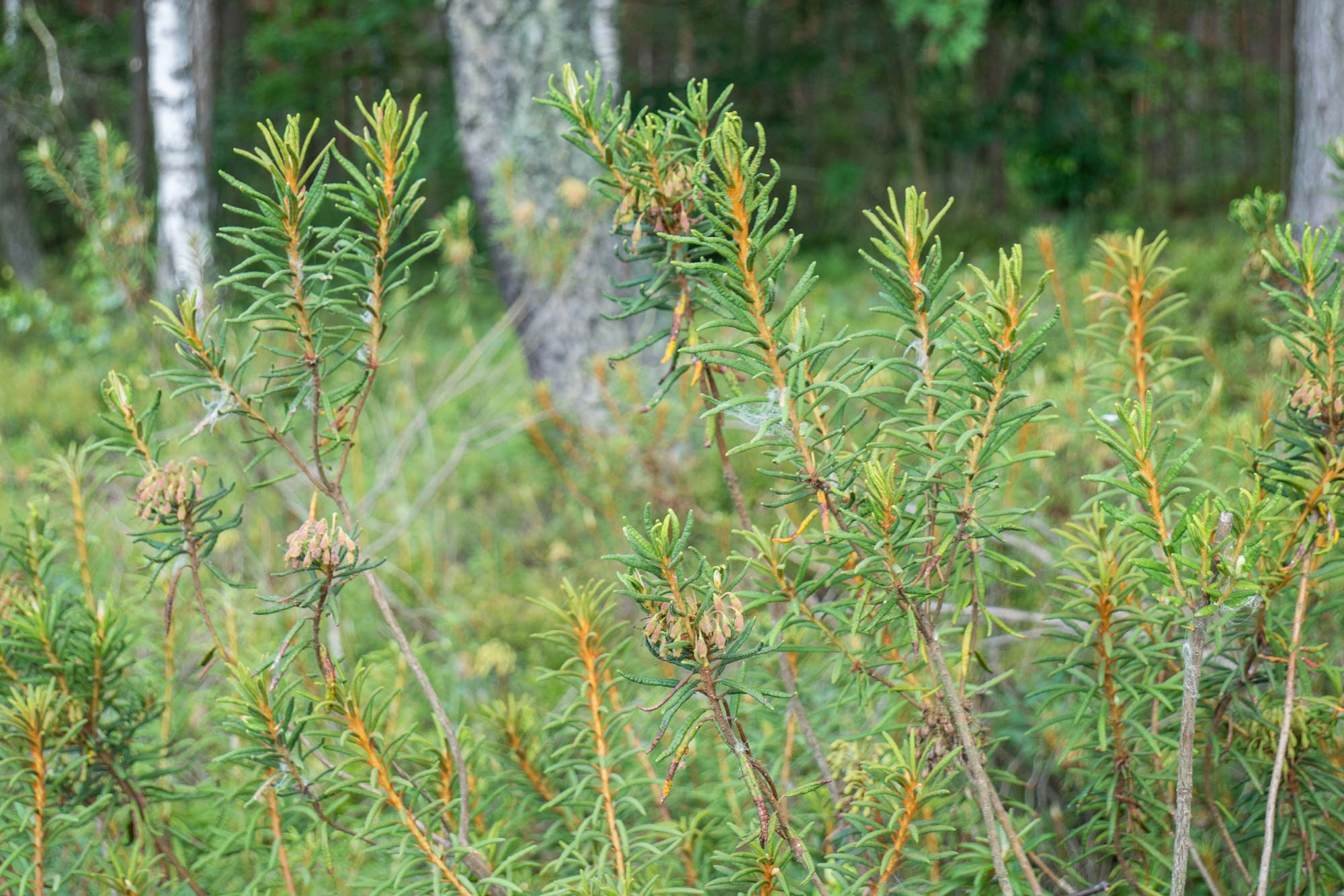 Torfowisko Bugaj – przyroda i siedliska torfowiskowe