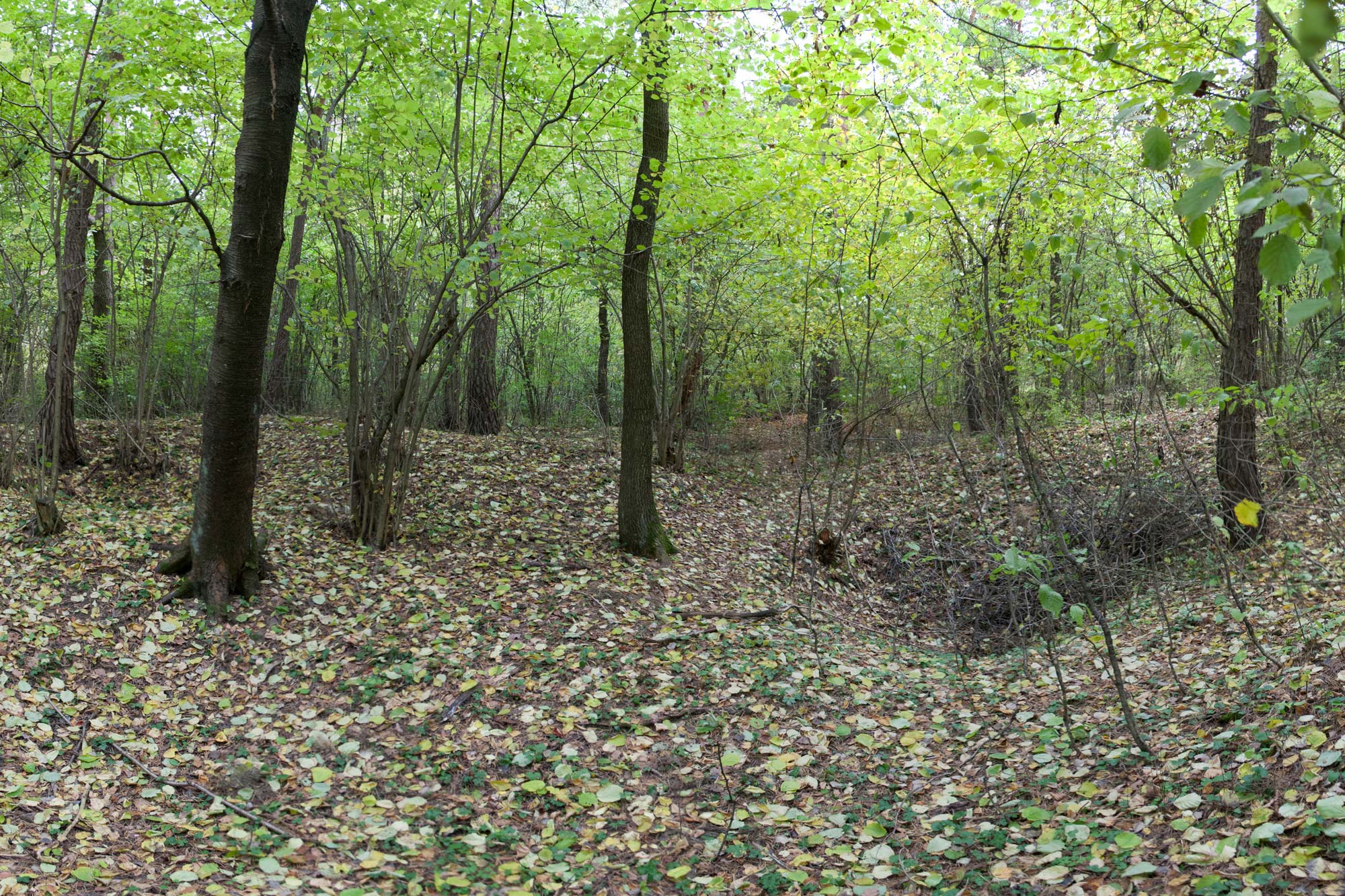 Pole górnicze Ławeczno