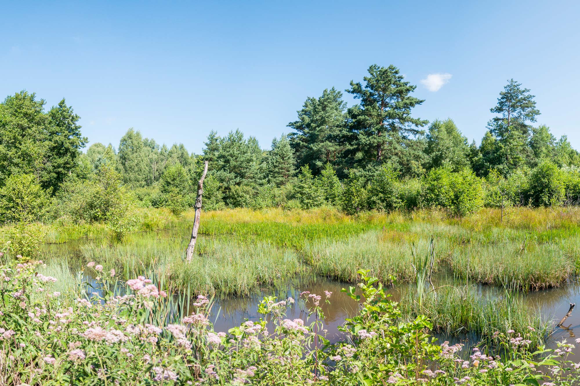 Rozlewisko rzeki Sufraganiec