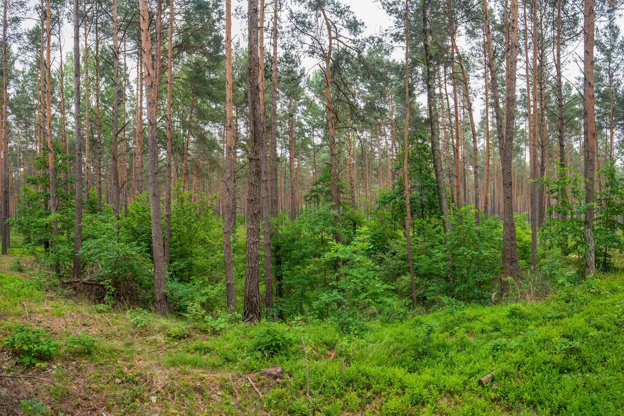 Zapadnięta Karczma Gościniec Piotrowskiego