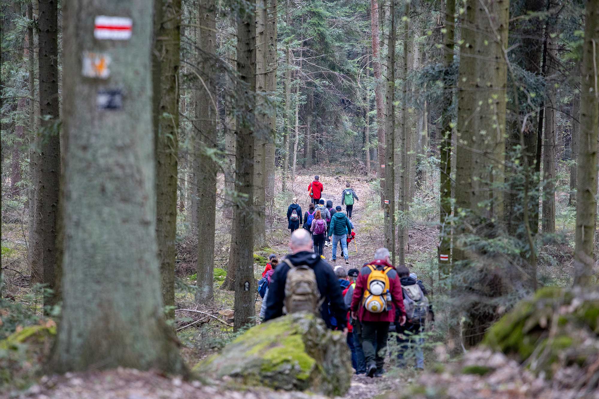 Góra Kamień – szlaki i skały w okolicach Miedzianej Góry