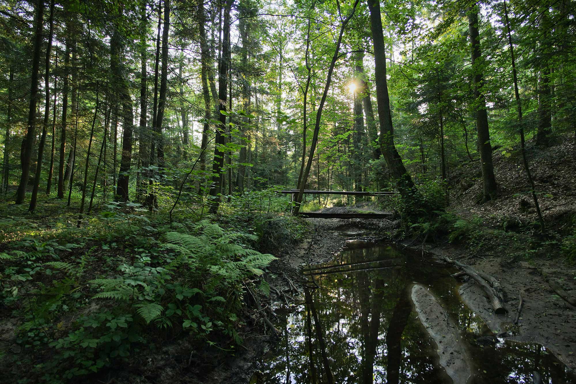 Rezerwat Sufraganiec