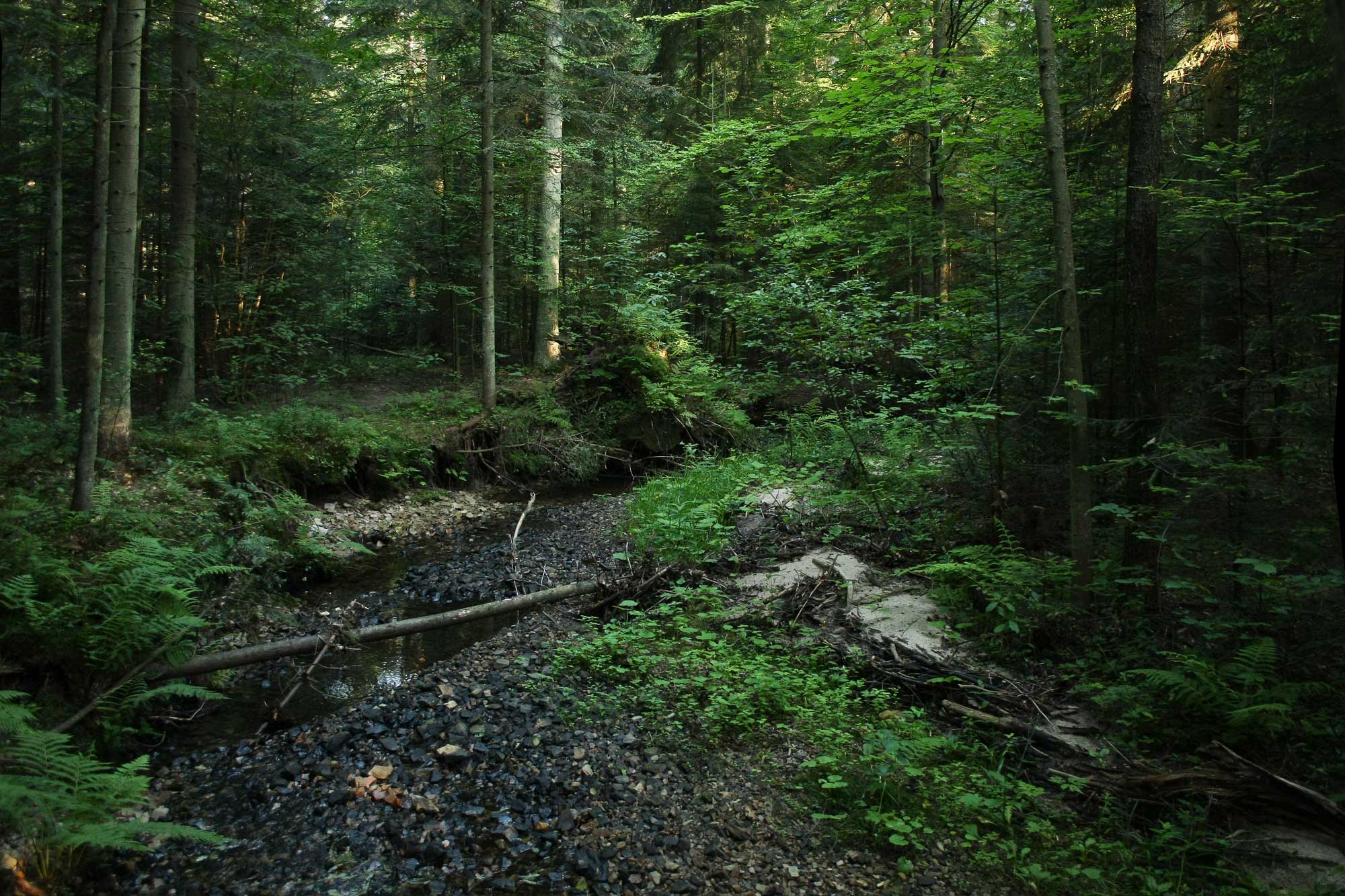Rezerwat Sufraganiec Miedziana Góra