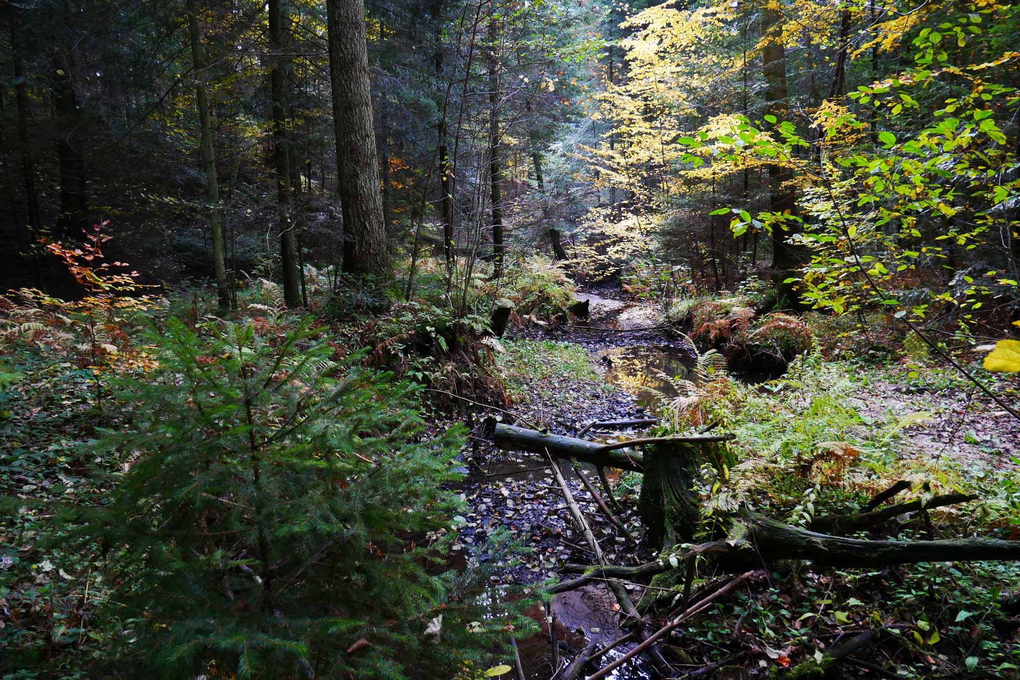 Rezerwat Sufraganiec Kielce